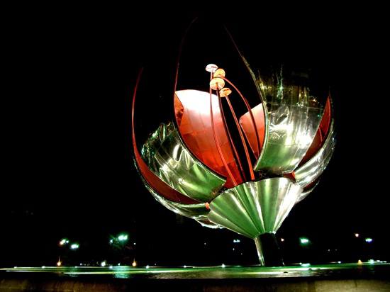 floralis-generica-buenos