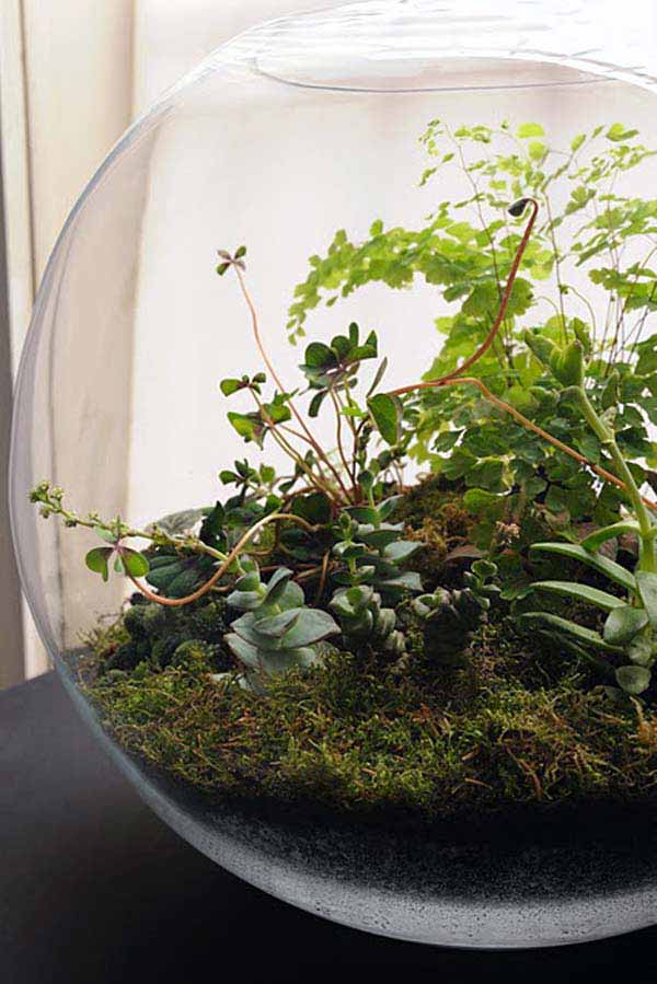 jardins-para-o-interior-das-casas-13