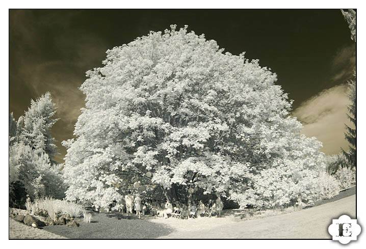 Portland Gay wedding and commitment ceremony